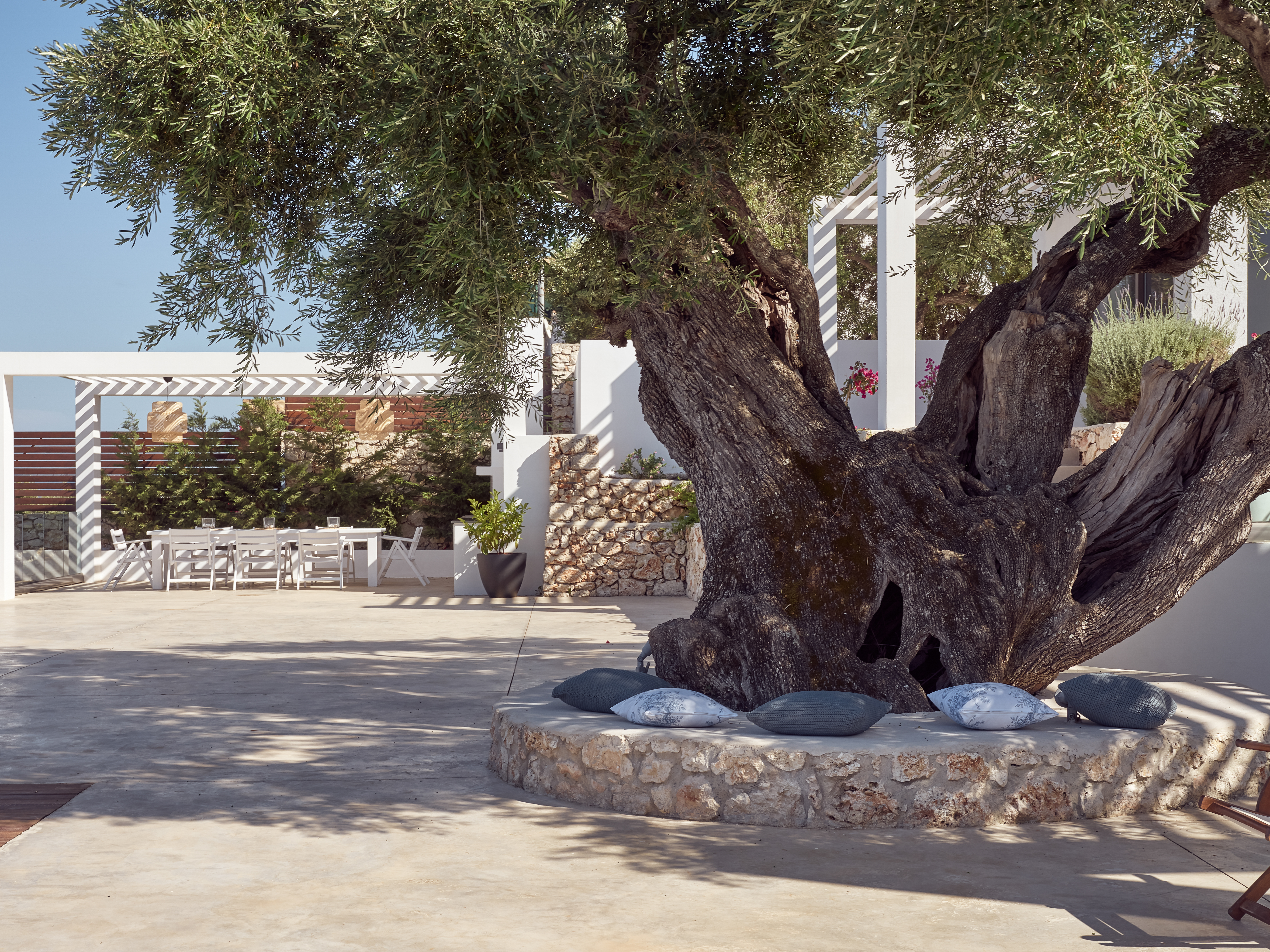 Terraced courtyard featuring centuries-old olive tree surrounded by stone walls and white pergola.