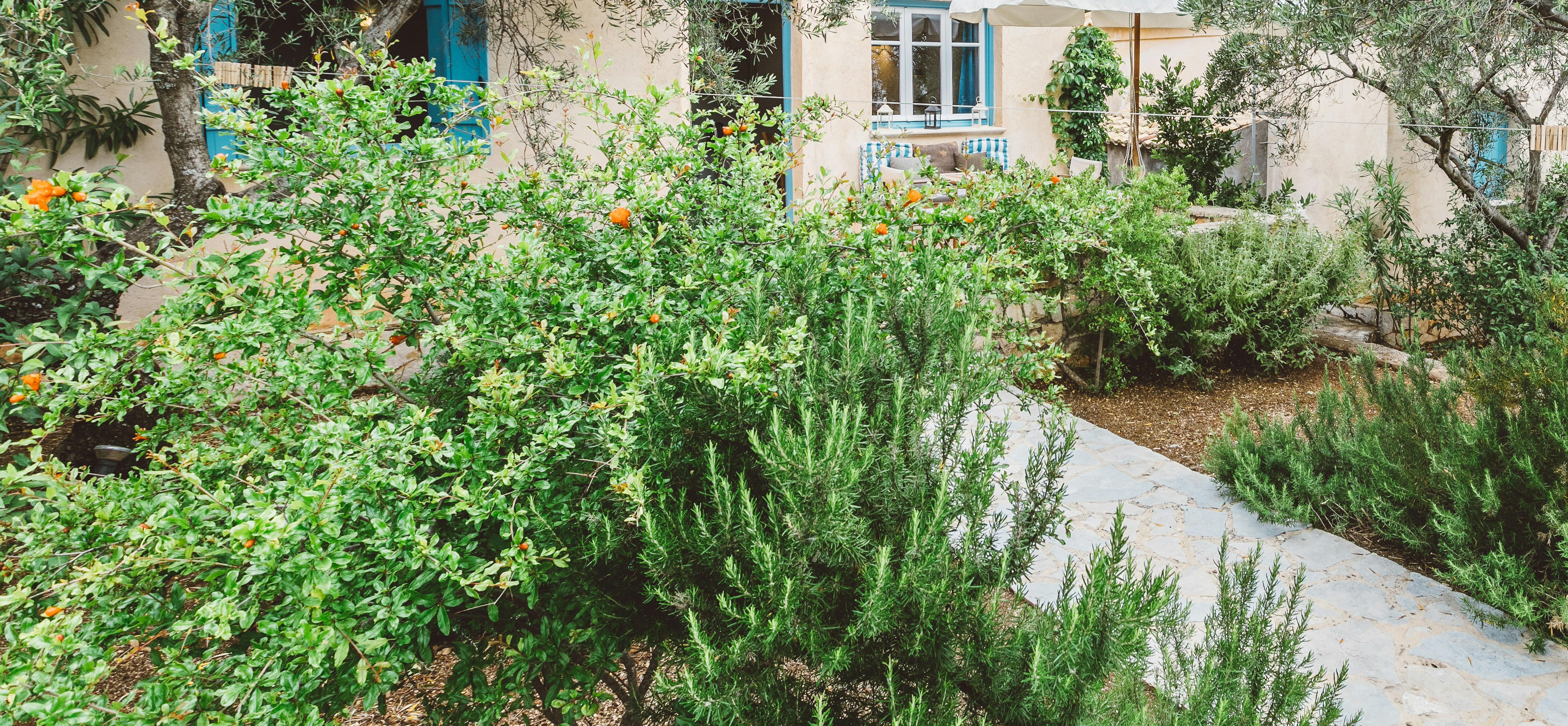 A lush Mediterranean cottage garden with white walls, turquoise shutters, terracotta roof, stone path, rosemary borders, olive trees, citrus trees, and flowering plants.