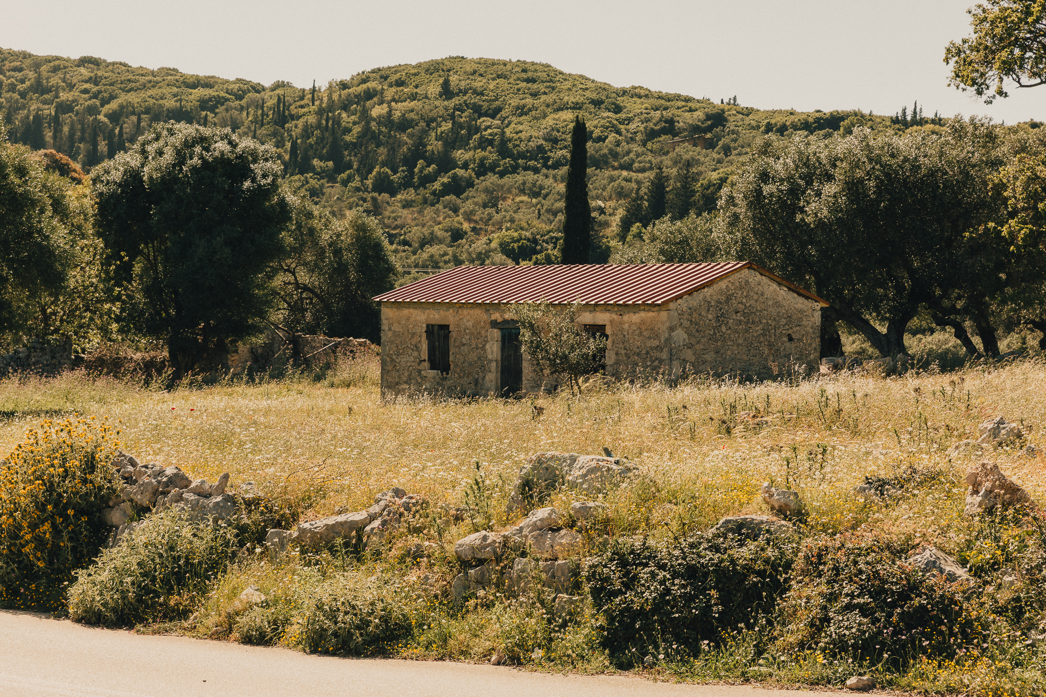 A rustic stone farmhouse with a terracotta roof sits amid a sun-bleached wildflower meadow, framed by ancient olive trees and forested hills. The scene has a timeless, quietly abandoned quality — still and golden in the midday heat.