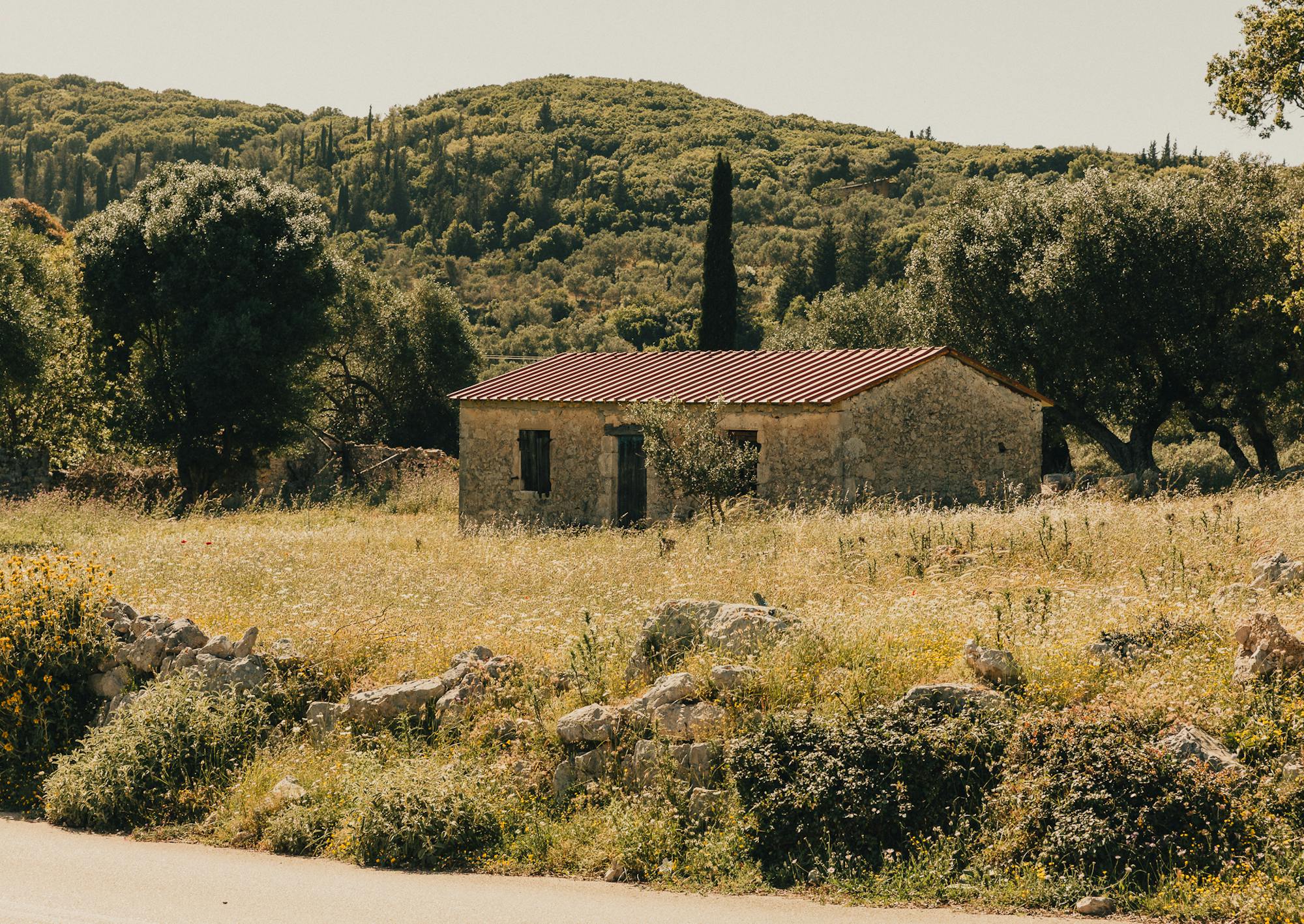 A rustic stone farmhouse with a terracotta roof sits amid a sun-bleached wildflower meadow, framed by ancient olive trees and forested hills. The scene has a timeless, quietly abandoned quality — still and golden in the midday heat.